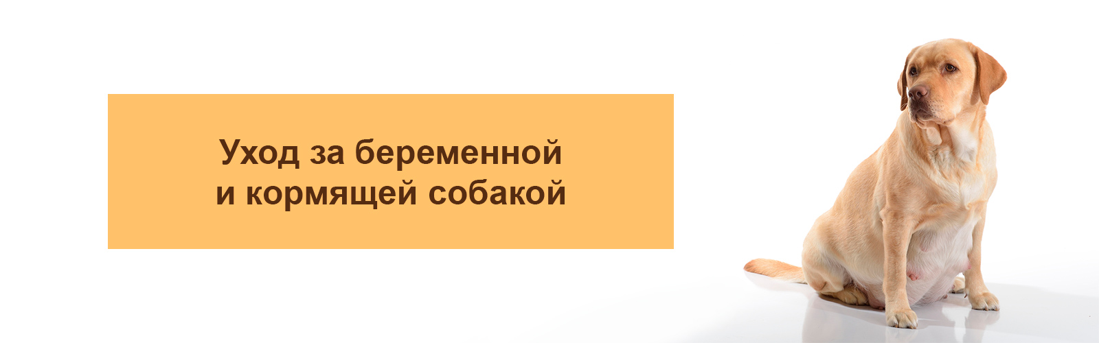 Уход за беременной и кормящей собакой