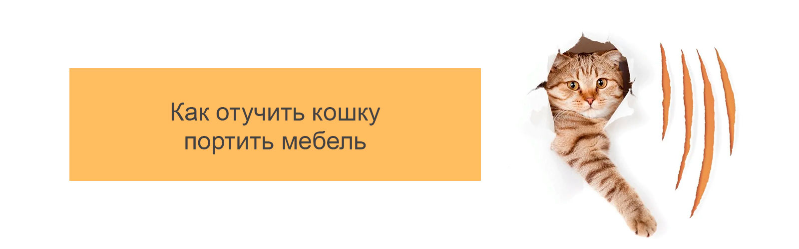 Как отучить кошку портить мебель