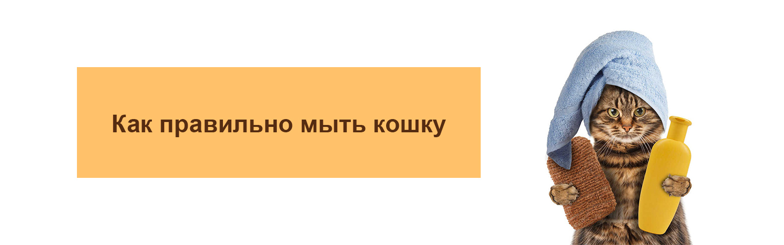 Как правильно мыть кошку