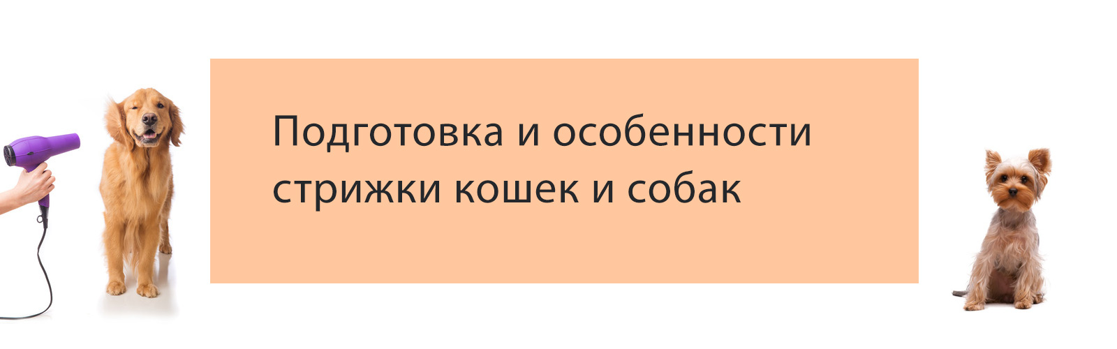 Подготовка и особенности стрижки кошек и собак