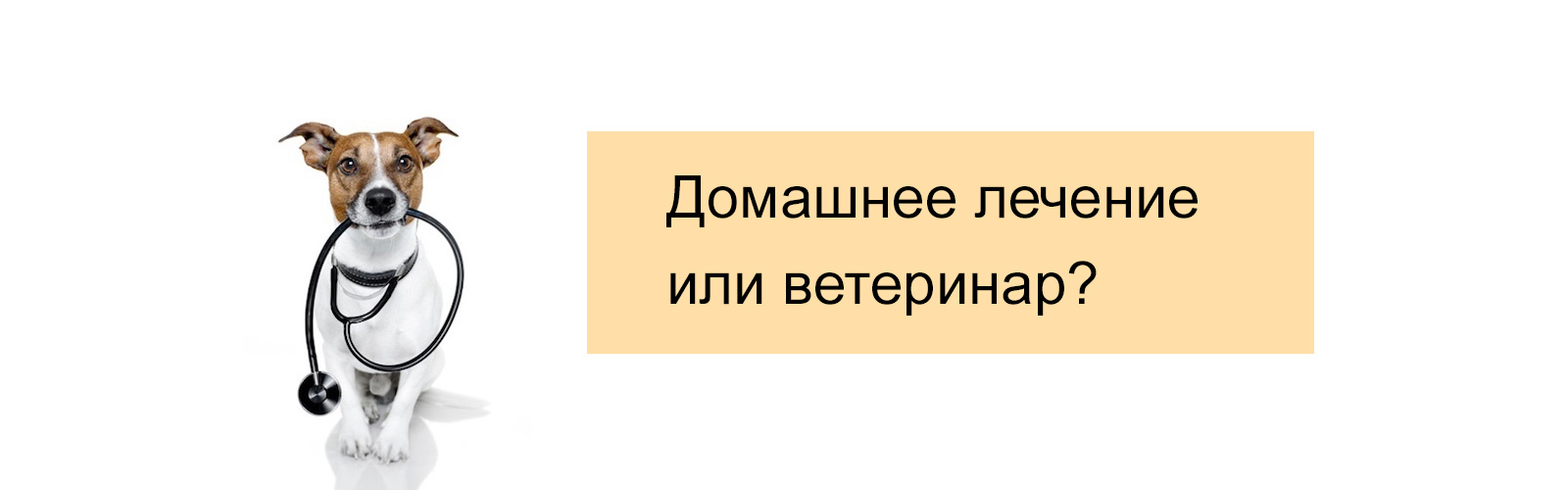 Профилактика болезней у кошек и собак: посещение ветеринара и домашнее лечение