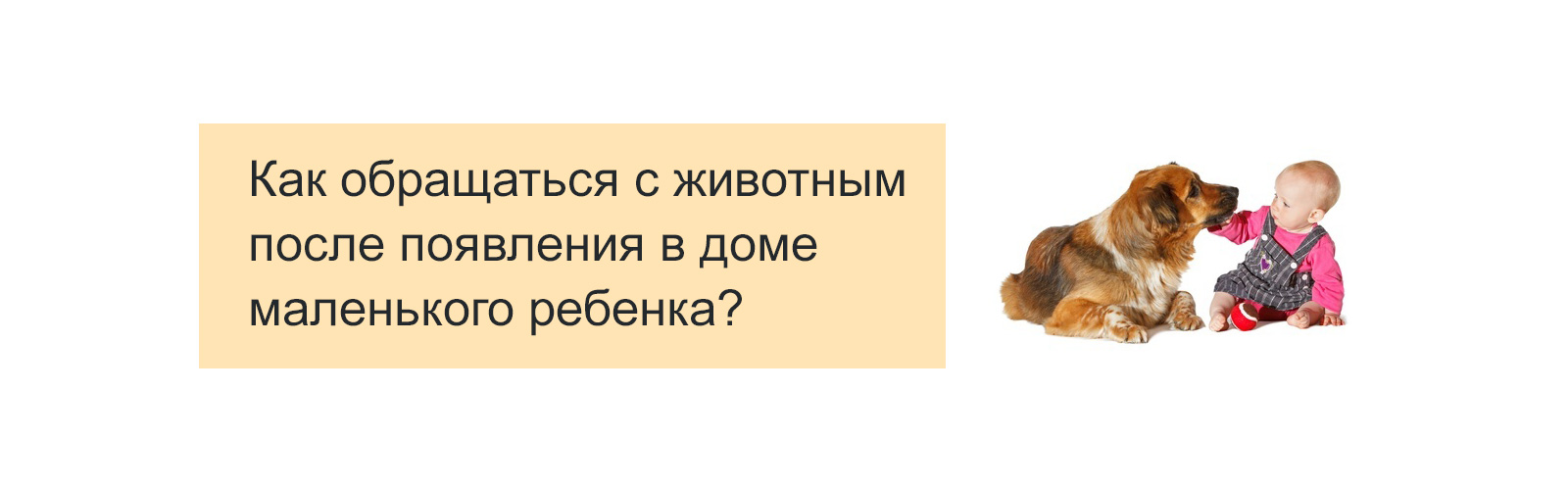 Как обращаться с животным после появления в доме маленького ребенка